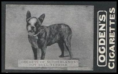 147 Duchess of Sutherland's Toy Bull Terrier